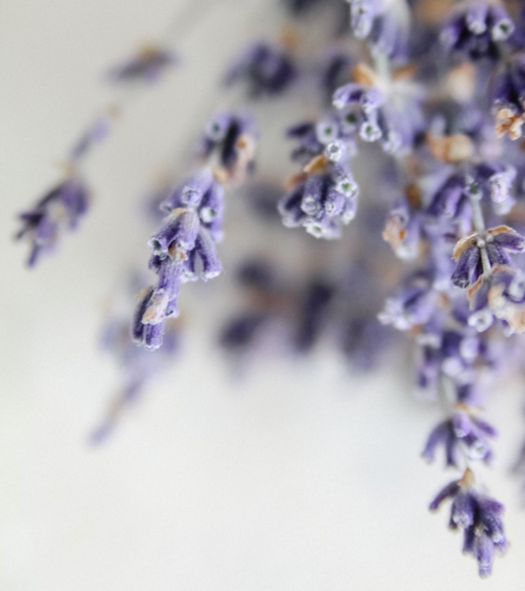 Organic Lavender Essential Oil